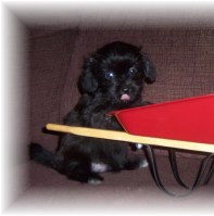 BLACK SHORKIE  AS A PUPPY